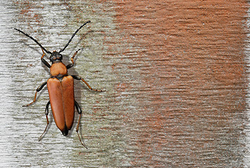 Image showing Red Beetle