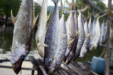 Image showing Drying fish