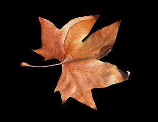 Image showing Fall leaf