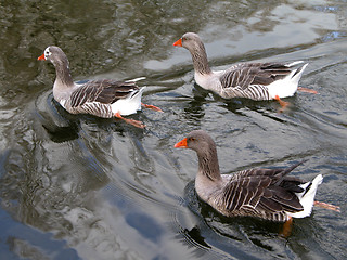 Image showing 3 ducks