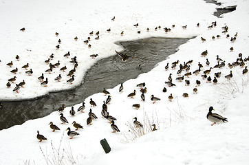 Image showing ducks snow in winter near frozen river water flow 