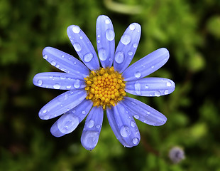 Image showing Spring flower