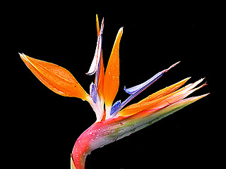 Image showing Spring flower