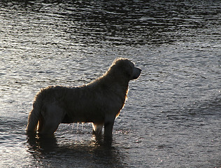 Image showing Dog