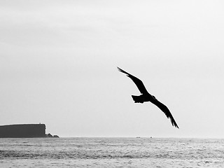 Image showing Gull flying