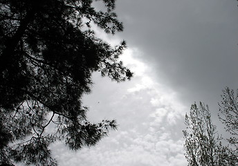 Image showing Trees and skies. Cyprus