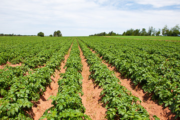 Image showing Potato plants