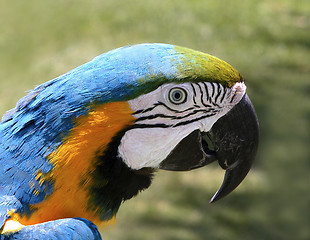 Image showing Parrot