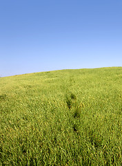 Image showing Green field