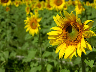 Image showing Sunflower