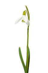 Image showing snowdrop the first messenger of spring on white