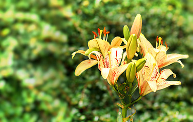 Image showing yellow lily in bloom