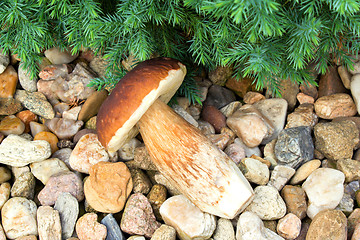 Image showing boletus founded in forest