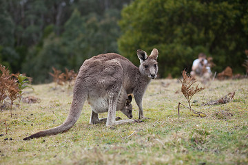 Image showing Kangaroo