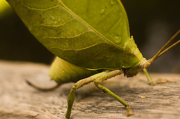 Image showing LEAF-MIMICKING KATYDID