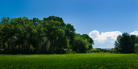 Image showing Green field