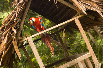 Image showing Scarlet Macaw