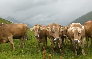 Image showing Swiss milk cows