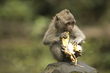 Image showing Balinese Monkey