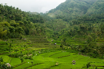 Image showing Bali Valley