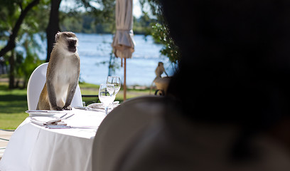 Image showing Vervet Monkey