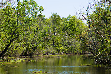 Image showing Louisiana Bayou