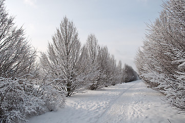 Image showing Winter landscape