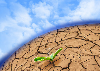 Image showing Plant in dried cracked mud