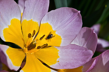 Image showing Fly on the flower.