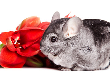 Image showing gray chinchilla with red flower on the isolated white