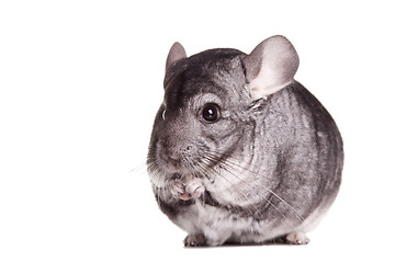 Image showing Silver Chinchilla