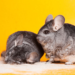 Image showing Two Silver Chinchillas bathing in sand