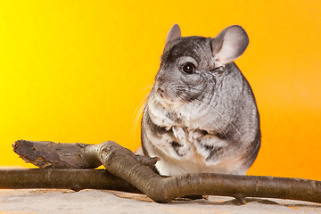 Image showing Silver Chinchilla sitting near the branch