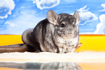 Image showing Silver Chinchilla