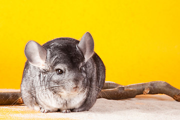 Image showing Silver Chinchilla sitting near the branch