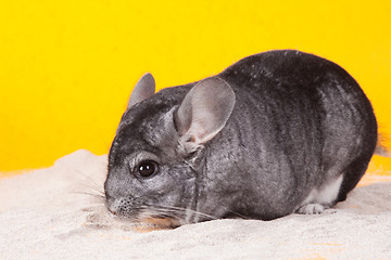 Image showing Silver Chinchilla bathing in white sand