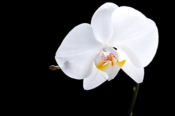 Image showing White flower of orchid on isolated black