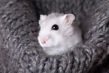 Image showing white hamster sitting in a gray knitted scarf