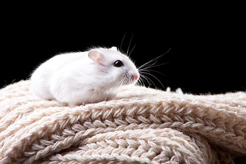 Image showing Small white hamster sitting on a beige knitted scarf