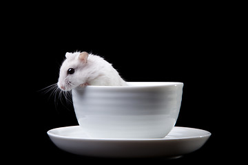 Image showing white hamster in cup on isolated black