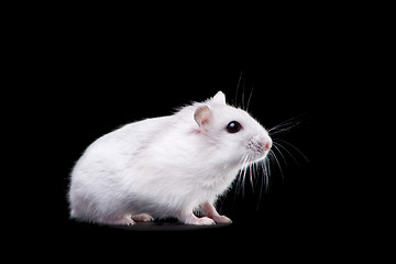 Image showing white hamster on isolated black