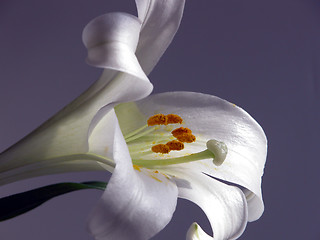 Image showing Easter Lily