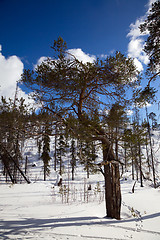 Image showing An unusual pine tree in winter forest