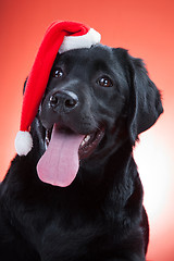 Image showing black labrador retriever wearing red cap of santa