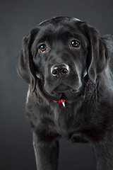 Image showing black labrador retriever