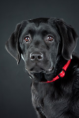 Image showing black labrador retriever