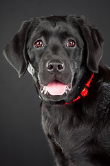 Image showing black labrador retriever