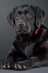 Image showing black labrador retriever