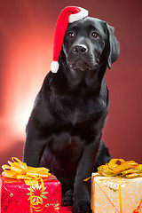 Image showing black labrador retriever wearing red cap of santa