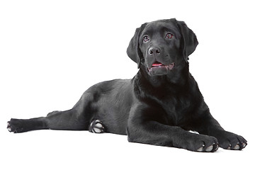 Image showing Black Labrador retreiver lying on isolated  white